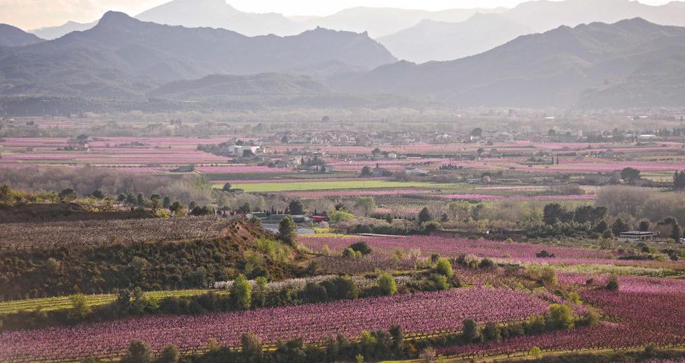 1 de Març. Pels Camps florits de la Ribera d'Ebre